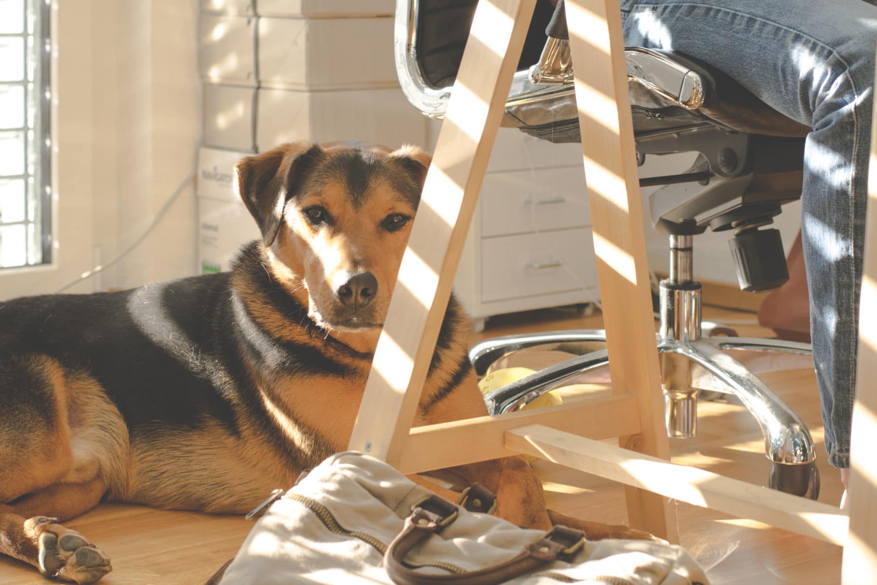 Designing the pet-friendly office | iiSPACES